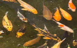 Koi Carp fish for sale: UK koi carp  - Image 22