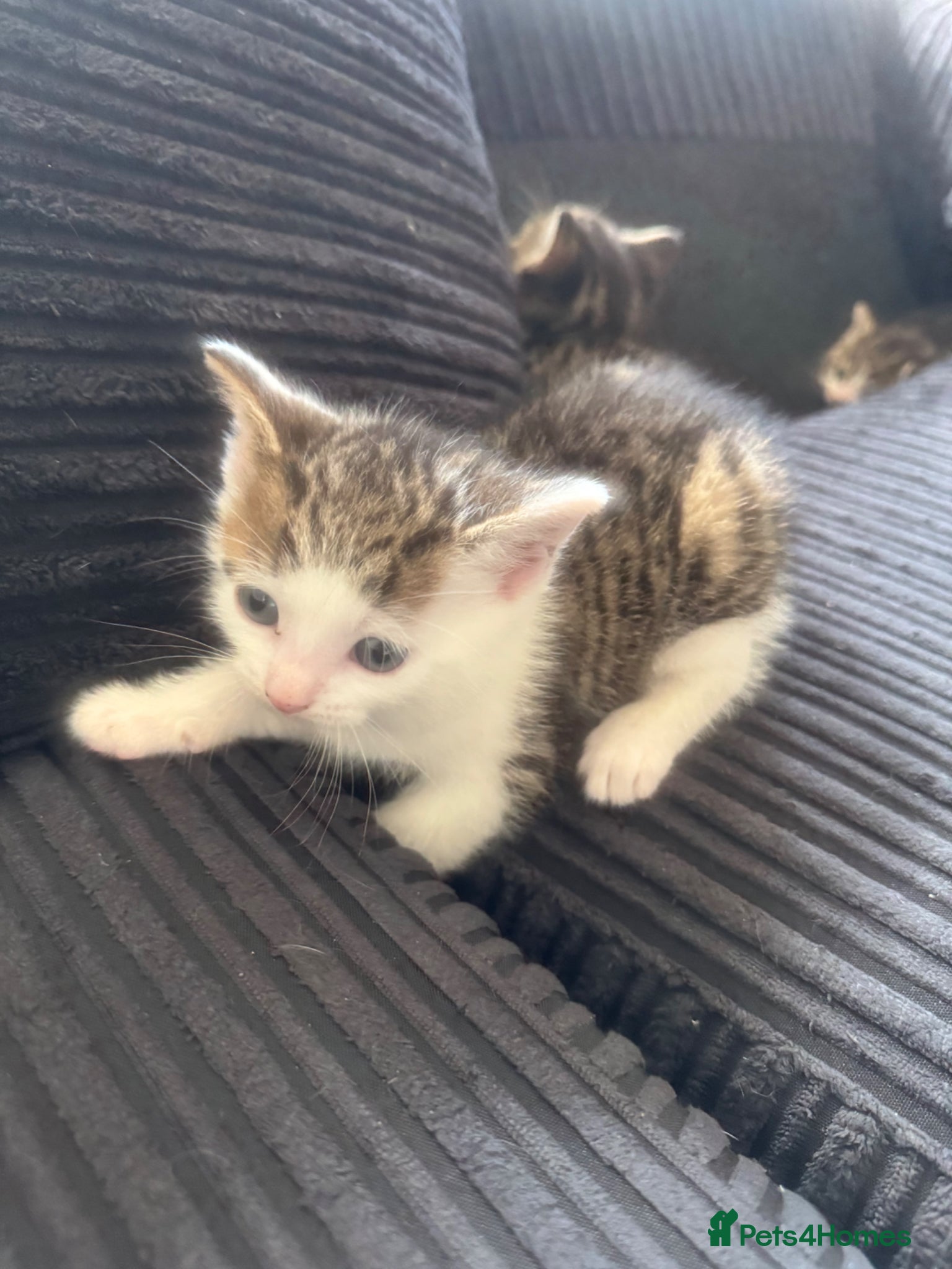 Aegean cats 3 Male Greek-Aegan Shorthair Kittens  - Advert 3