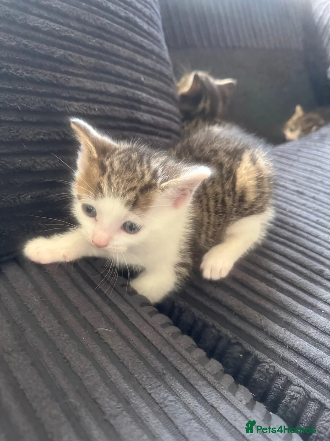 Aegean cats for sale: 3 Male Greek-Aegan Shorthair Kittens  in Solihull - Advert 1