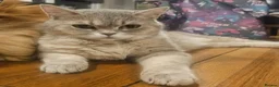 British Shorthair cats for sale: Active Blue golden tabby - Advert 2