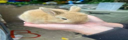 Mini Lop rabbits for sale: Mini Lop - Pure Bred  - Advert 1