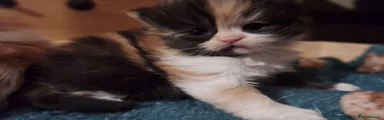 Persian Kitten 2