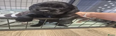 Cocker Spaniel 3 black