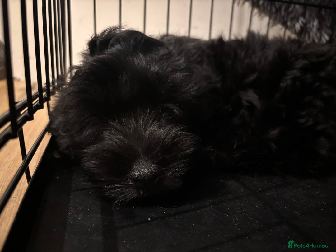 Mixed Breed dogs for sale: Pomeranian x Chihuahua puppies  - Advert 13