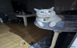 Domestic Shorthair cats for sale: Red Silver Domestic Shorthair - Image 3