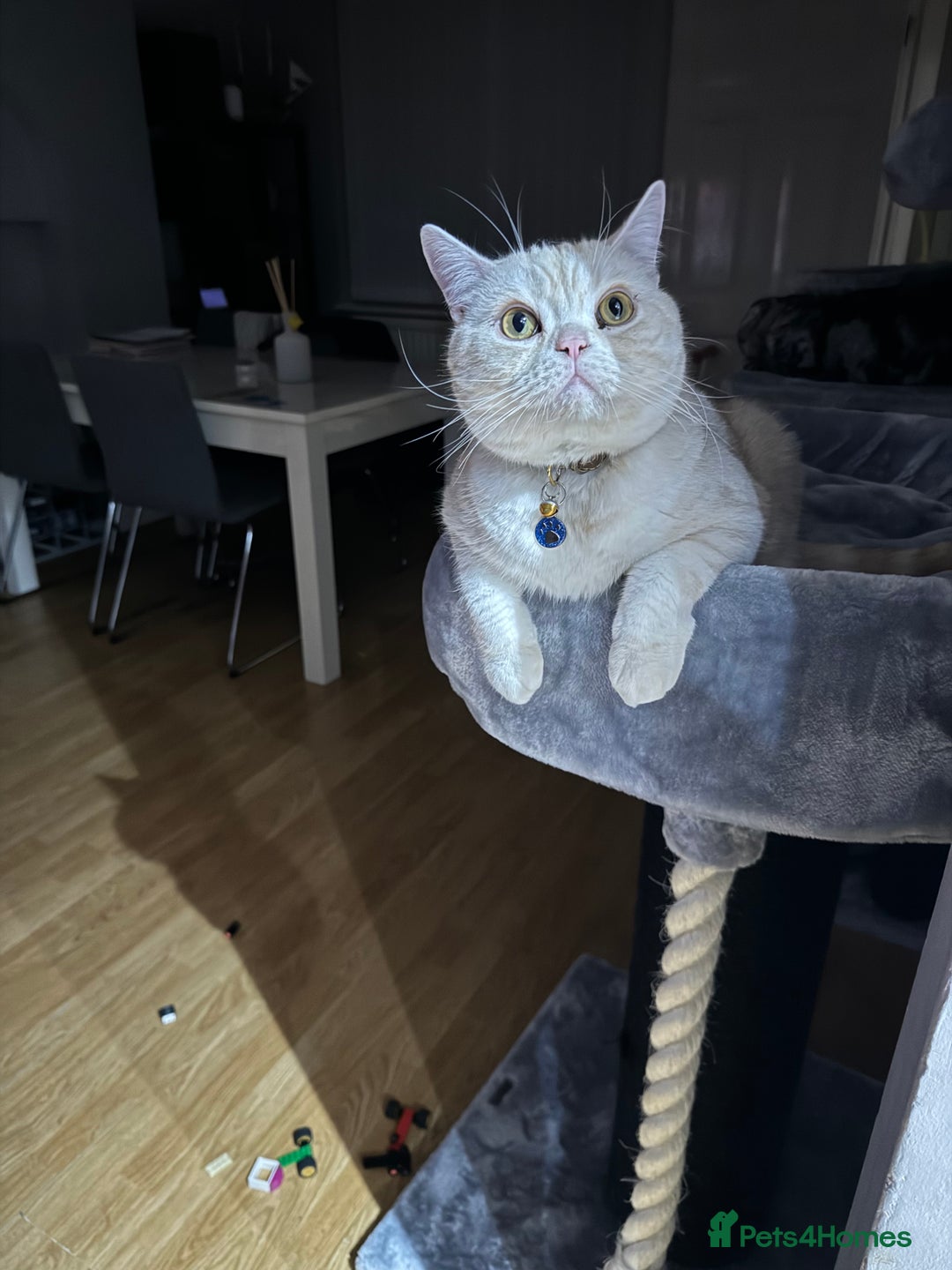 Domestic Shorthair cats for sale: Red Silver Domestic Shorthair - Image 3