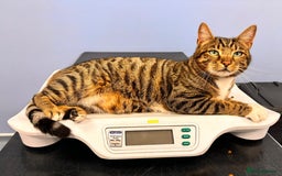 Bengal cats for sale: Beautiful Bengal/Tuxedo Cats  - Image 11