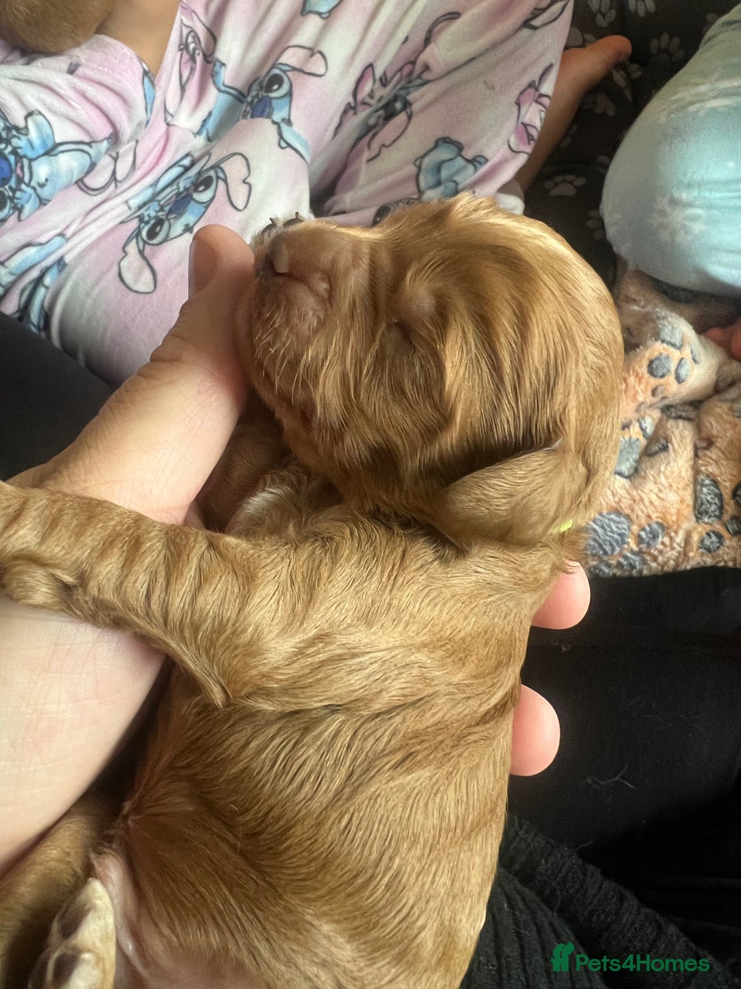 Cockapoo dogs for sale: Beautiful cockerpoo puppies  - Image 3