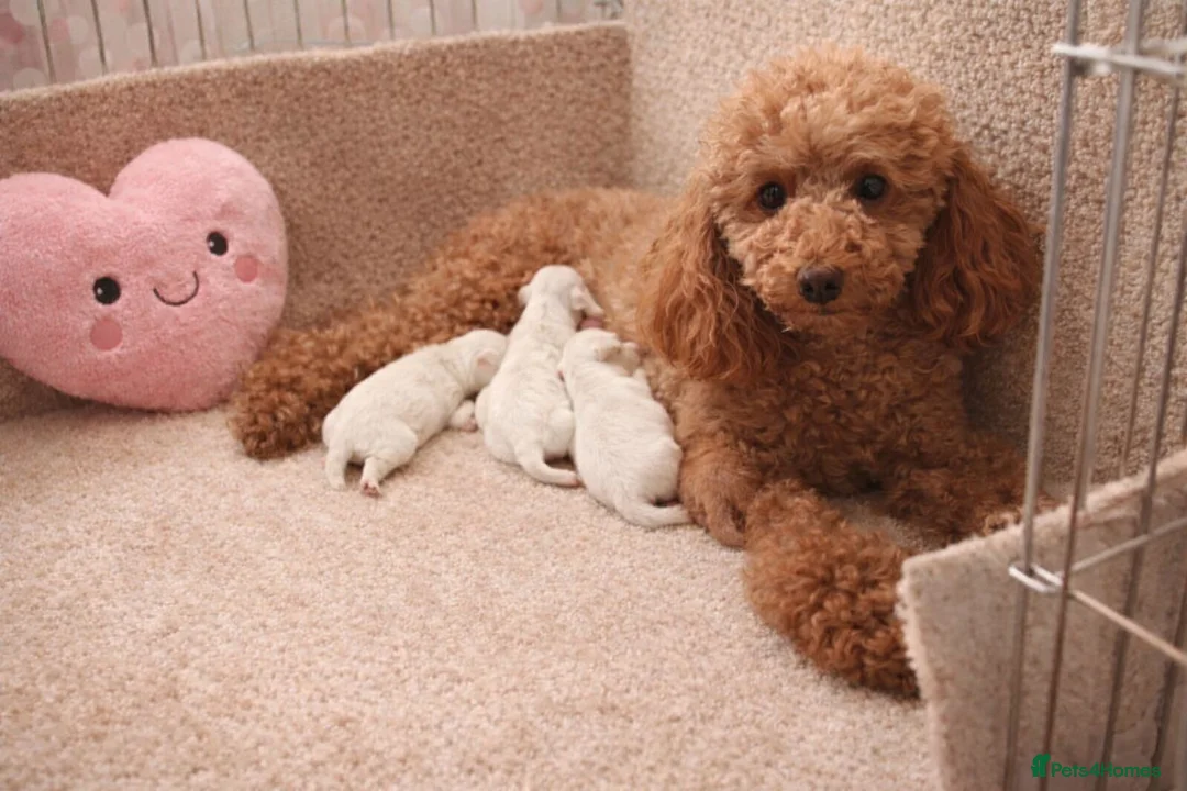 Maltipoo dogs for sale:  GorgeousKorean Maltese puppy 🐶 - Advert 3