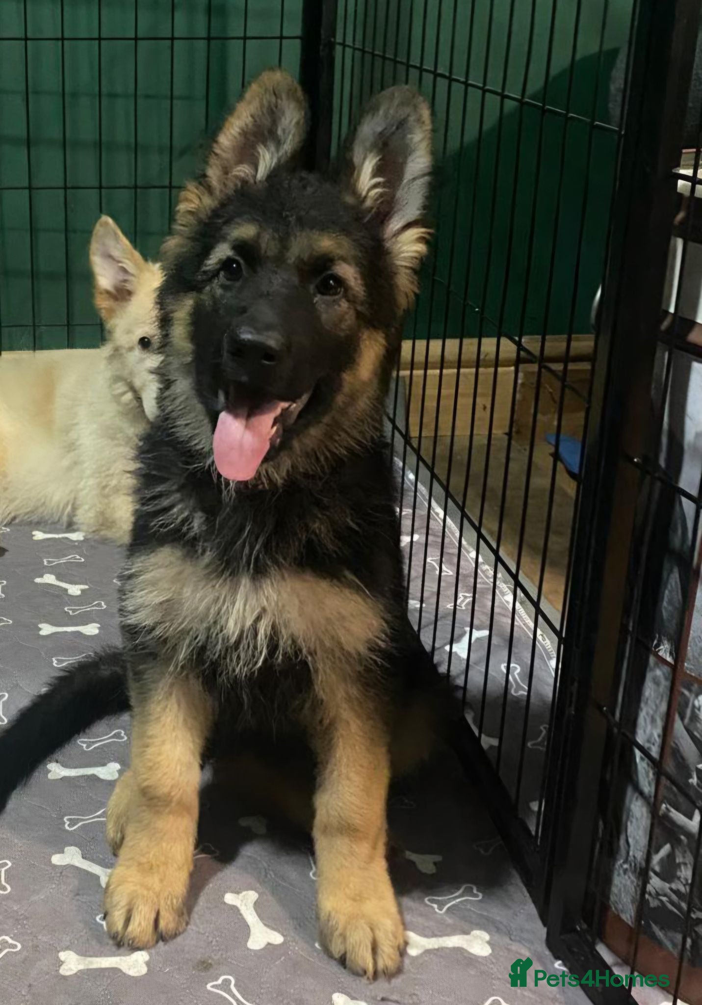 German Shepherd dogs A Healthy Litter Of 7 German Shepherds - Advert 1