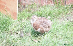 Mixed Breed birds for sale: Jumbo Coturnix Quail Mix Of Colours - Image 20