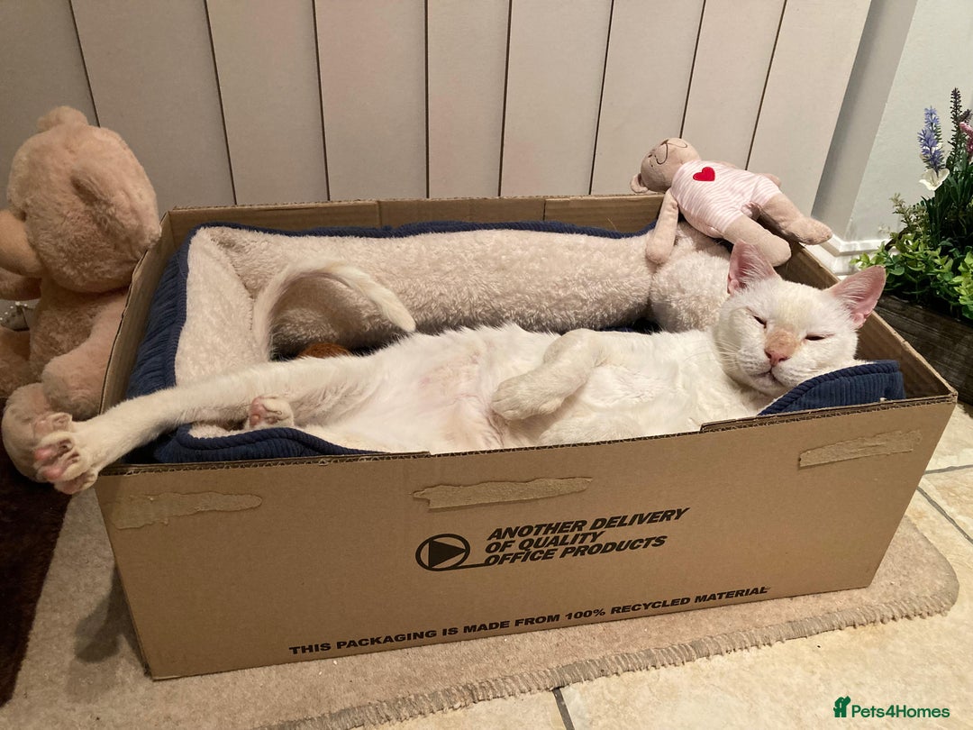 Domestic Shorthair cats for adoption: Male Indoor Cat for Adoption - Advert 3