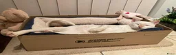 Domestic Shorthair cats for adoption: Male Indoor Cat for Adoption - Advert 3