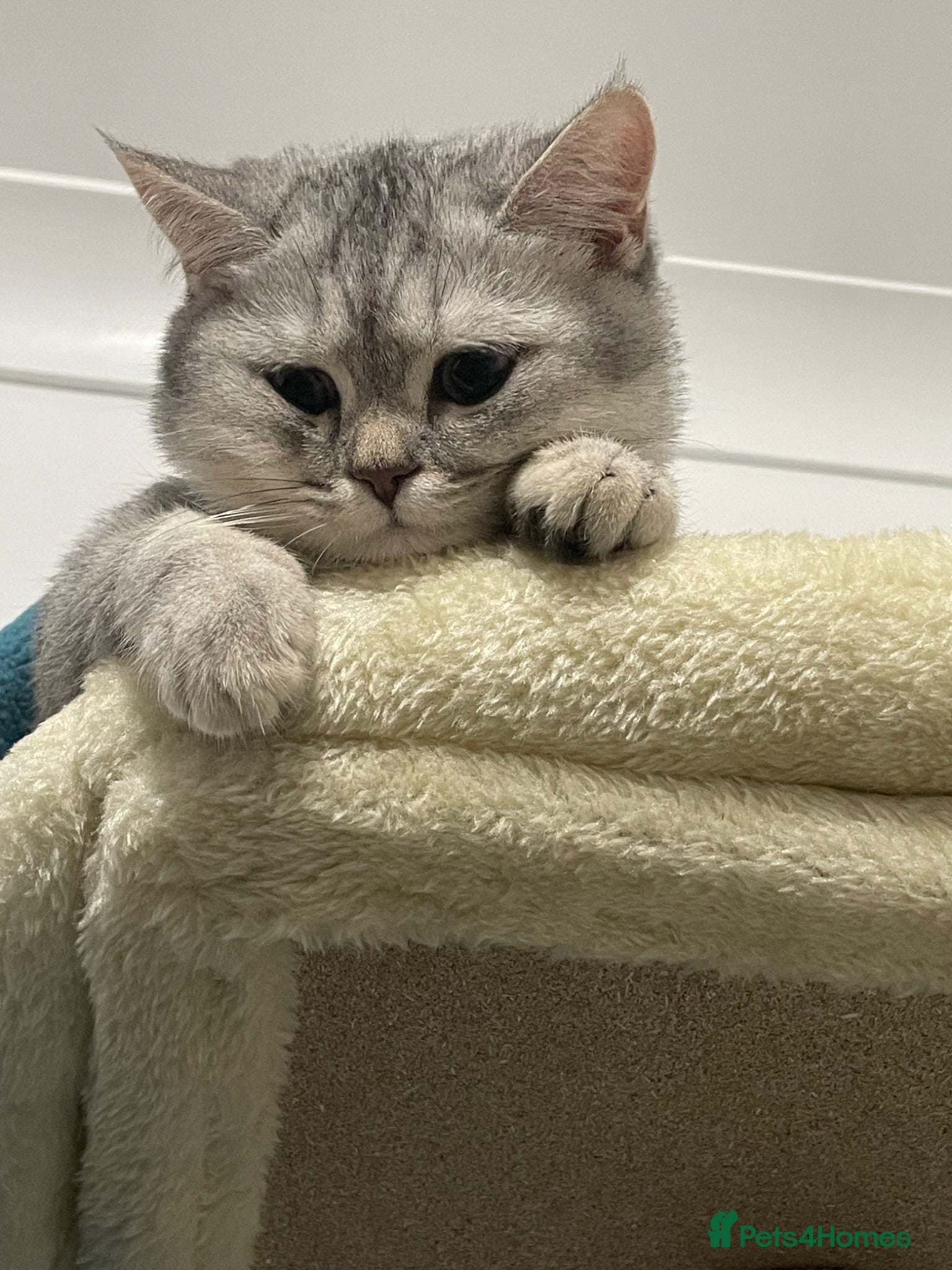 British Shorthair cats Stud/Champ Bloodline Pureblood British Shorthair - Advert 1