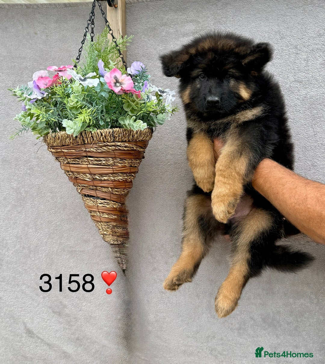 German Shepherd dogs for sale: TAKE FIVE - Image 5