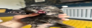 Mixed Breed Kitten 2