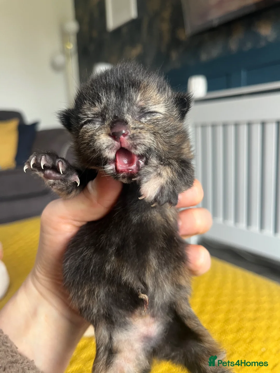 Mixed Breed cats for sale: Kittens half Maine Coon - Advert 1