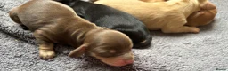 Miniature Dachshund dogs for sale: Miniature long haired Dachund puppies - Advert 3
