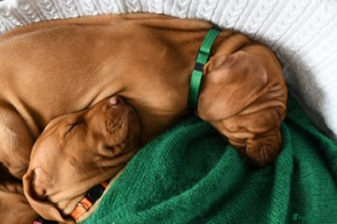 Hungarian Vizsla dogs for sale: Exceptional KC registered Hungarian Vizsla Litter - Image 22
