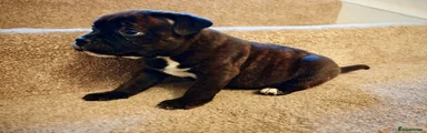 Puppy 2