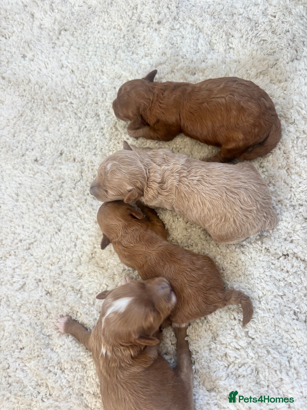 Maltipoo dogs for sale: 🐾 Adorable Maltipoo Puppies 🐾  - Image 16