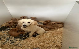 Mixed Breed dogs for sale: Stunning vizapoo puppies  - Image 16