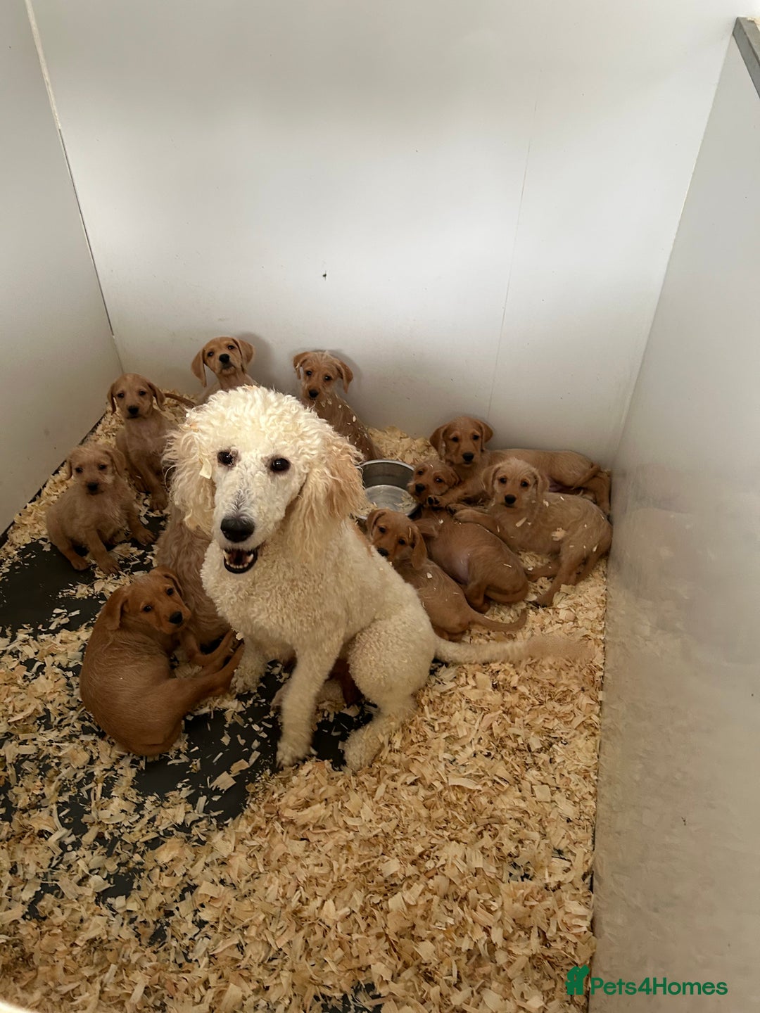 Mixed Breed dogs for sale: Stunning vizapoo puppies  - Image 16