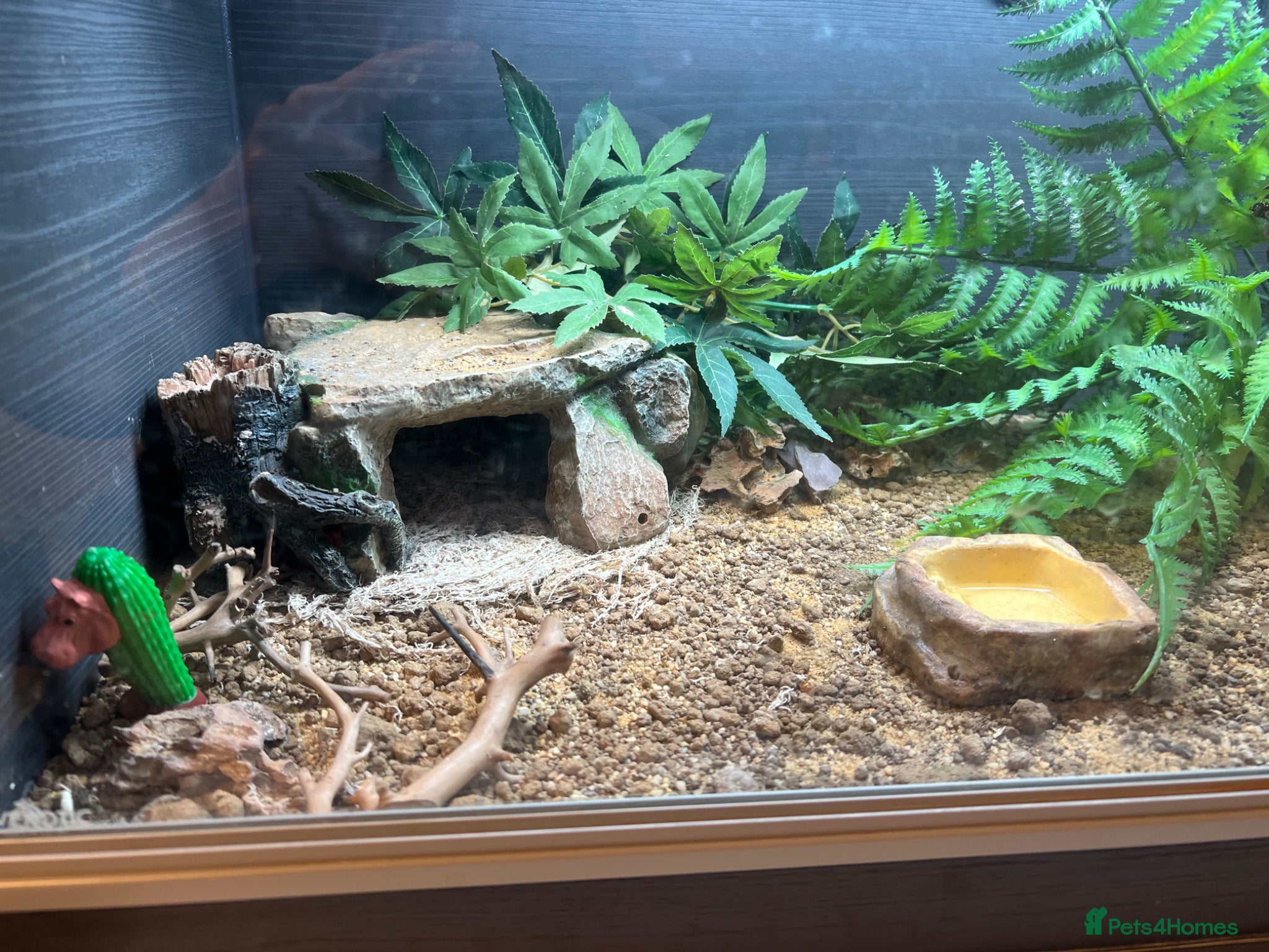 Leopard Gecko reptiles for sale: Female Leopard Gecko with Complete Vivarium Setup in Southampton - Advert 4