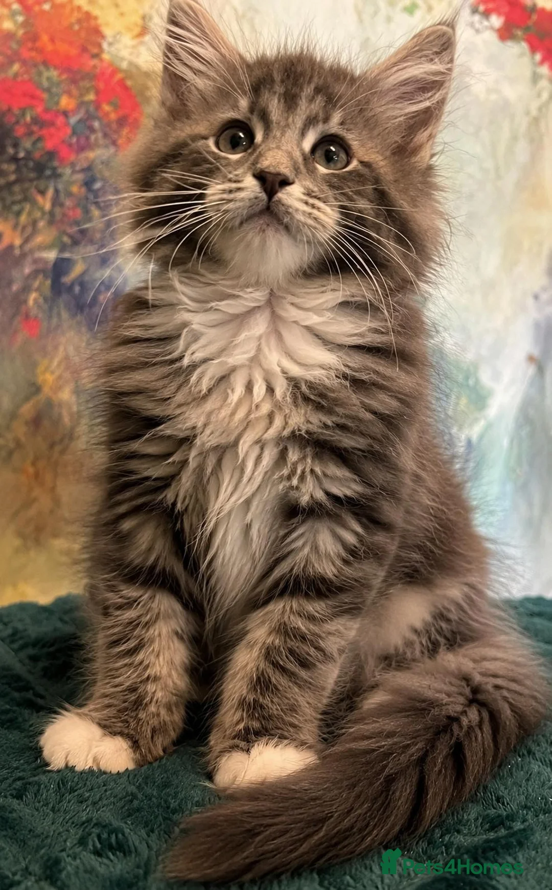 Maine Coon cats for sale: Maine Coon Kittens World Champion Bloodlines - Advert 10