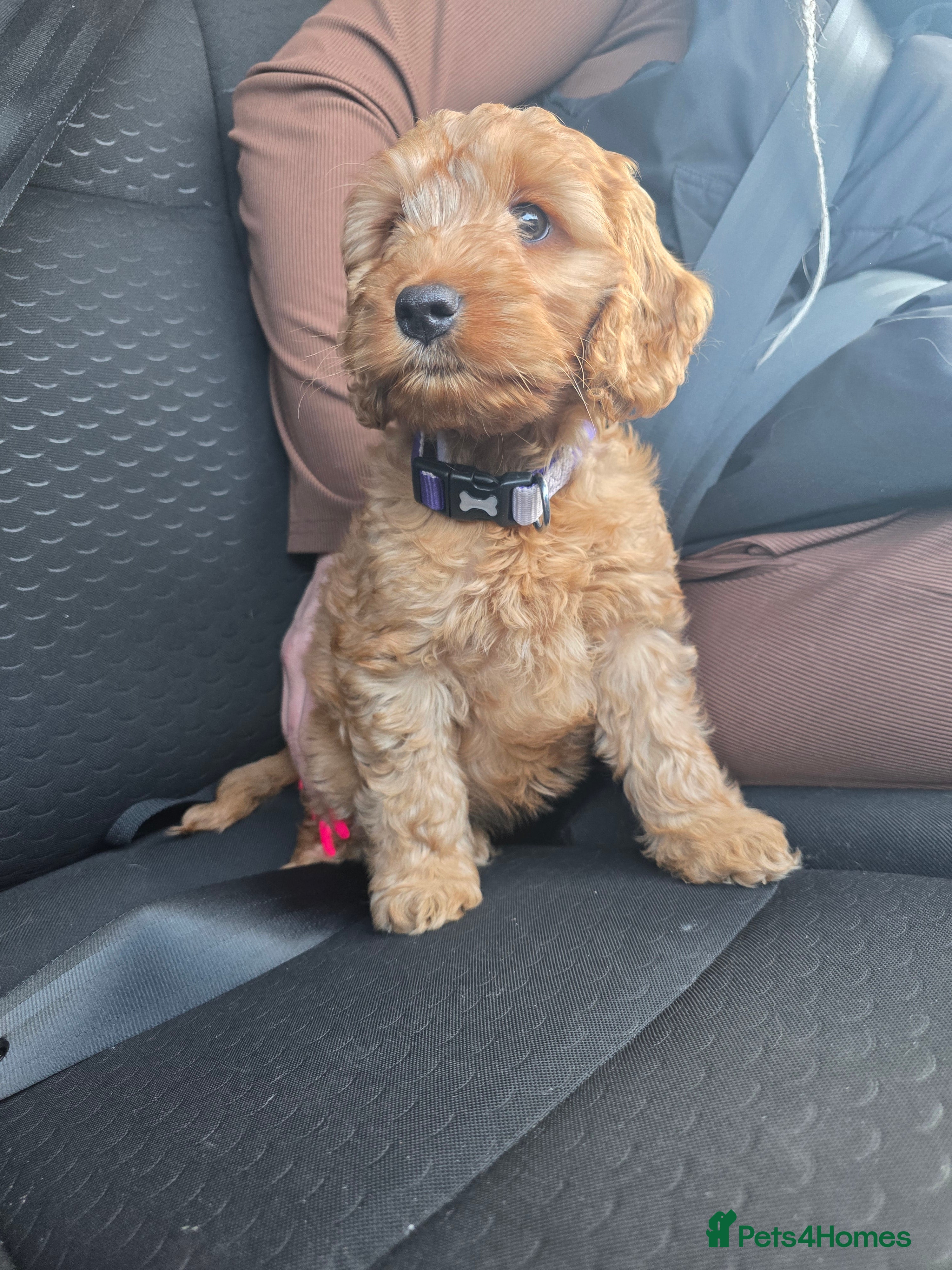 Cockapoo dogs Beautiful F1 Cockapoo Puppies - Advert 1