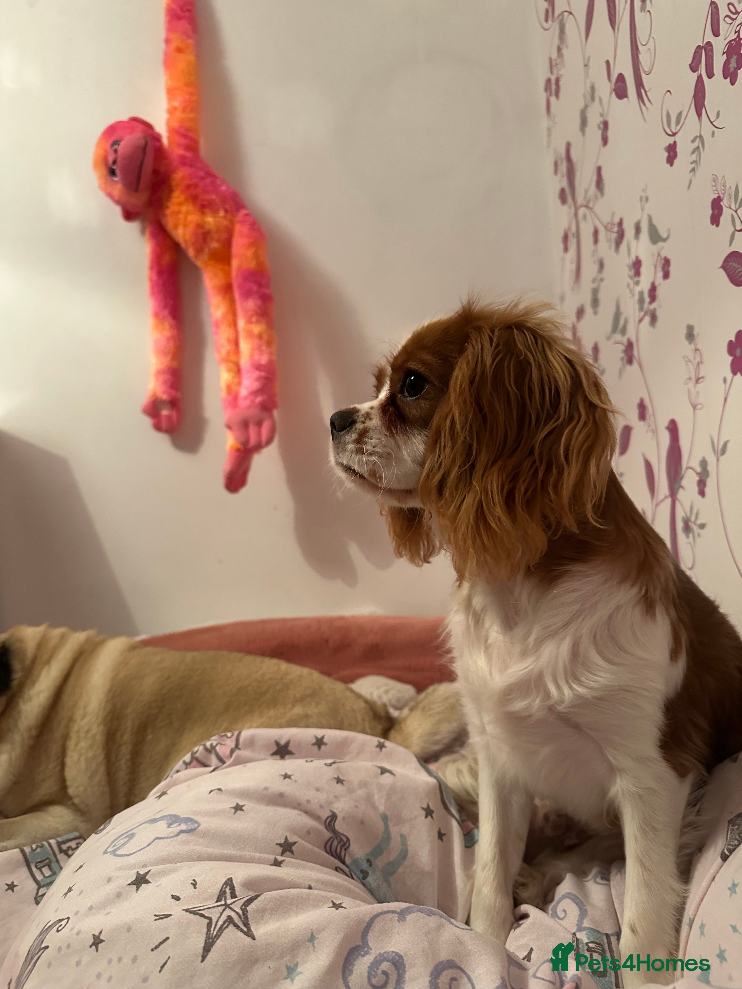 Cavalier King Charles Spaniel dogs 6 month old cavalier for sale  - Advert 9