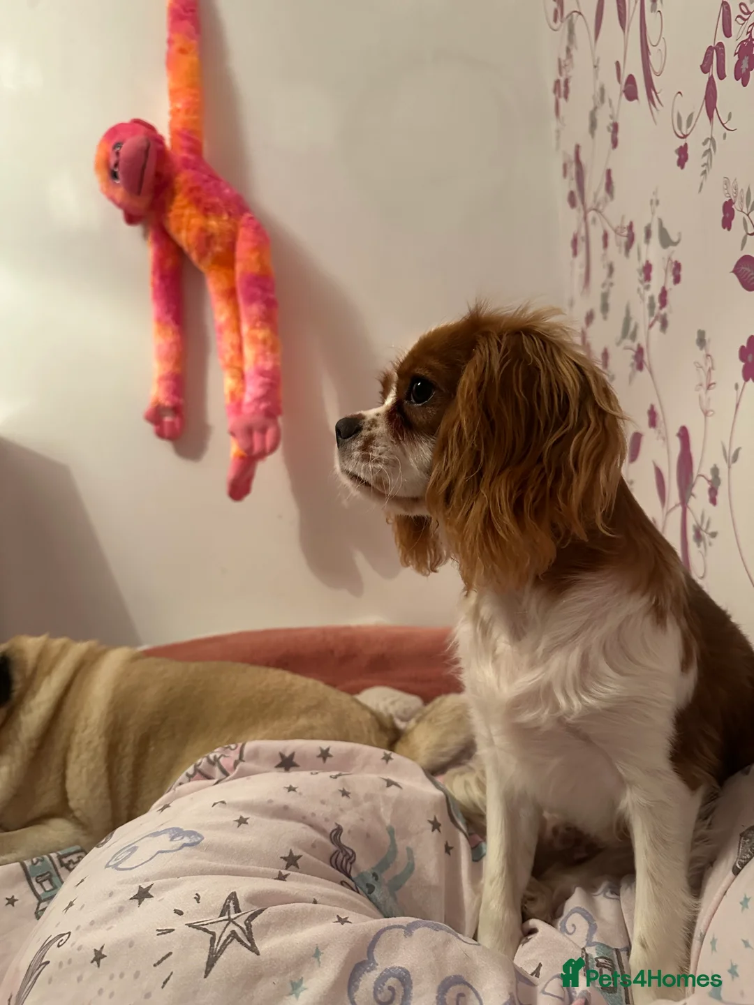 Cavalier King Charles Spaniel dogs for sale: 6 month old cavalier for sale  - Advert 1