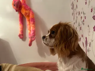 Cavalier King Charles Spaniel dogs 6 month old cavalier for sale - Advert 9
