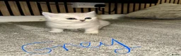 Persian cats for sale:  british shorthair silvertip and exotic persian - Advert 2