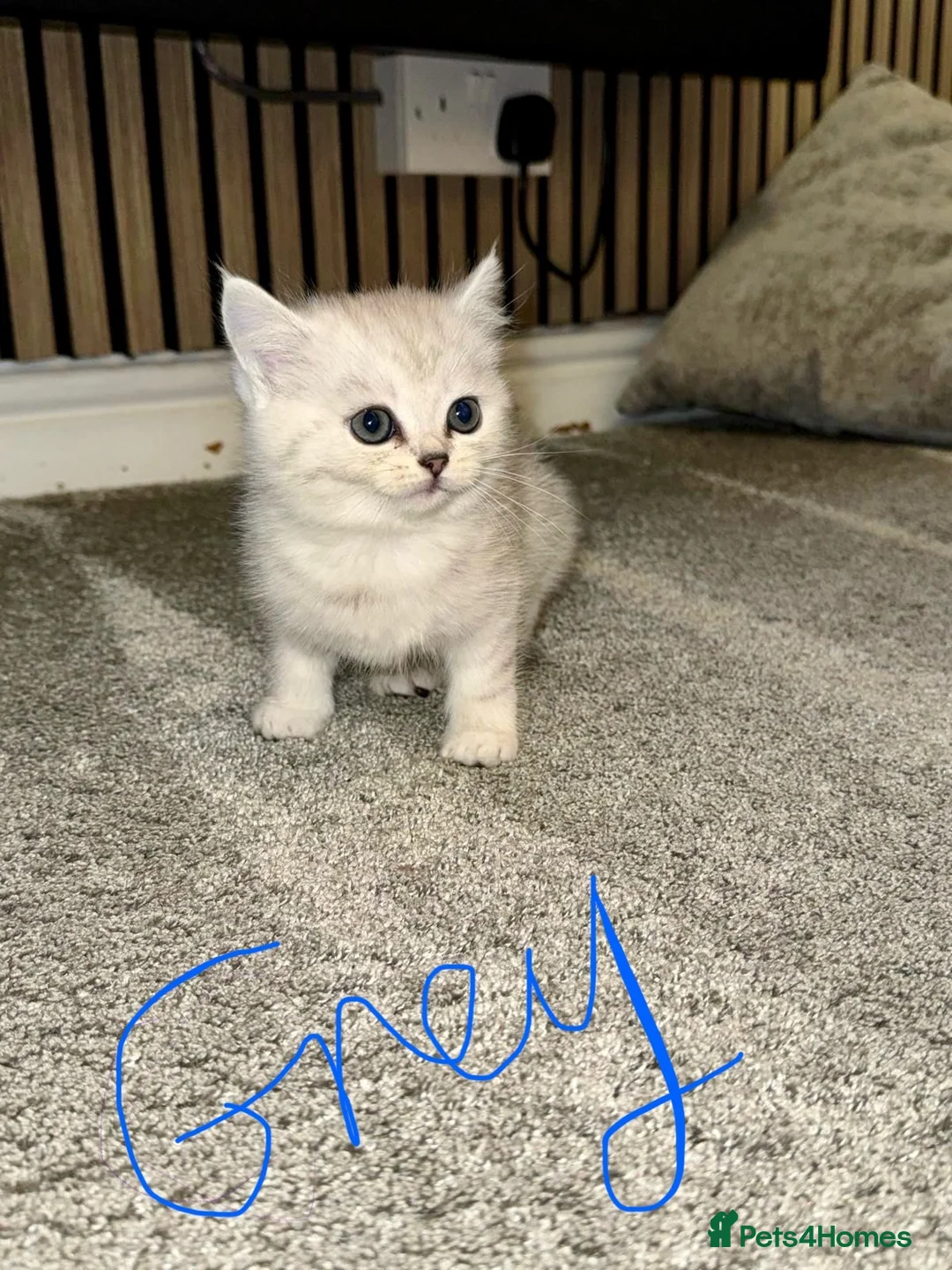 Persian cats for sale:  british shorthair silvertip and exotic persian - Advert 2