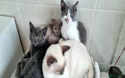 British Shorthair cats for sale: Beautiful Blue British, Lilac, Color point, Tabby  - Image 9