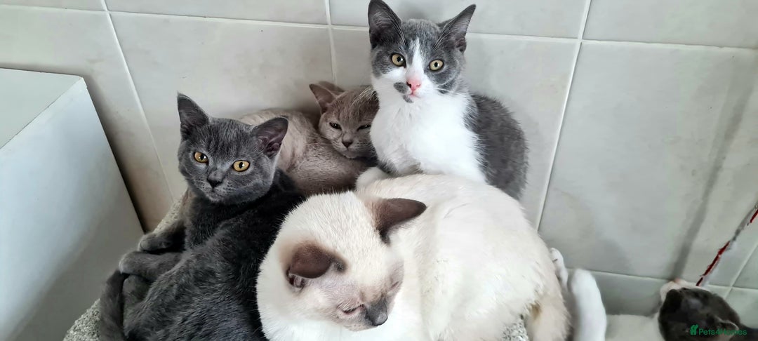 British Shorthair cats for sale: Beautiful Blue British, Lilac, Color point, Tabby  - Image 9