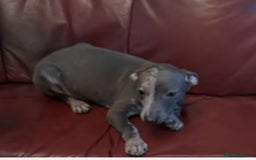 Italian Greyhound dogs for sale: Iggys pup - Image 5