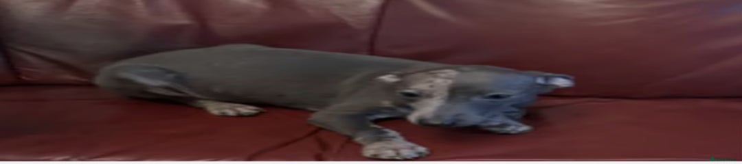 Italian Greyhound Puppy 3