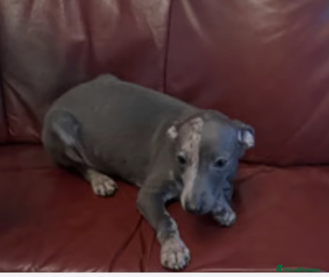 Italian Greyhound dogs for sale: Iggys pup - Image 5