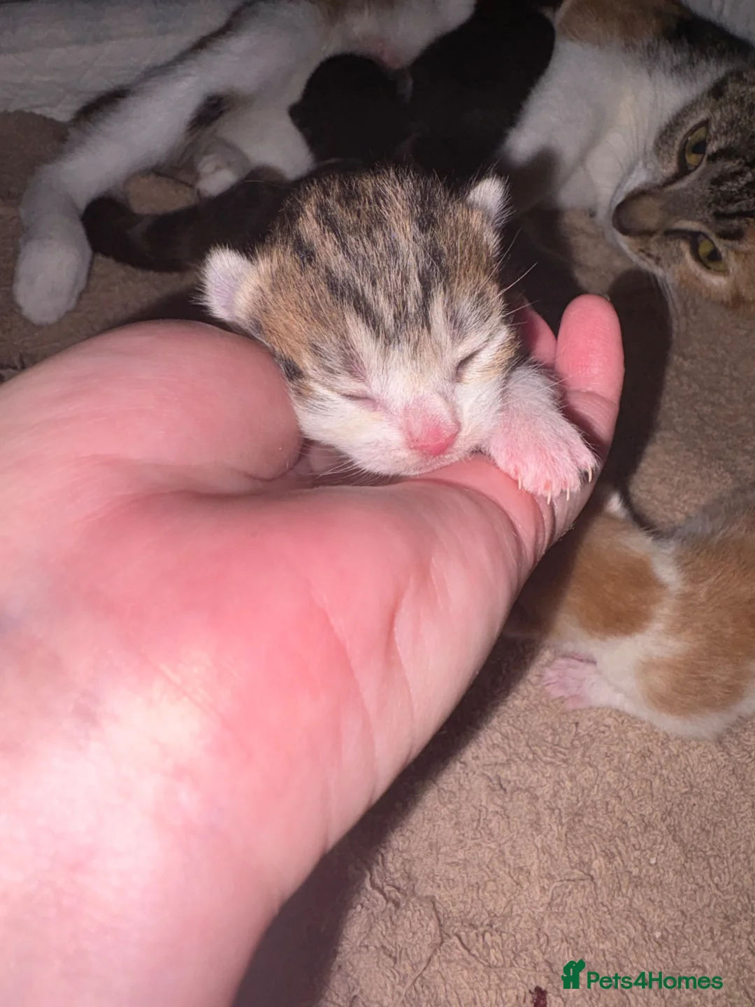 Mixed Breed cats for sale: 3 beautiful babies (mixed breed)  - Advert 4