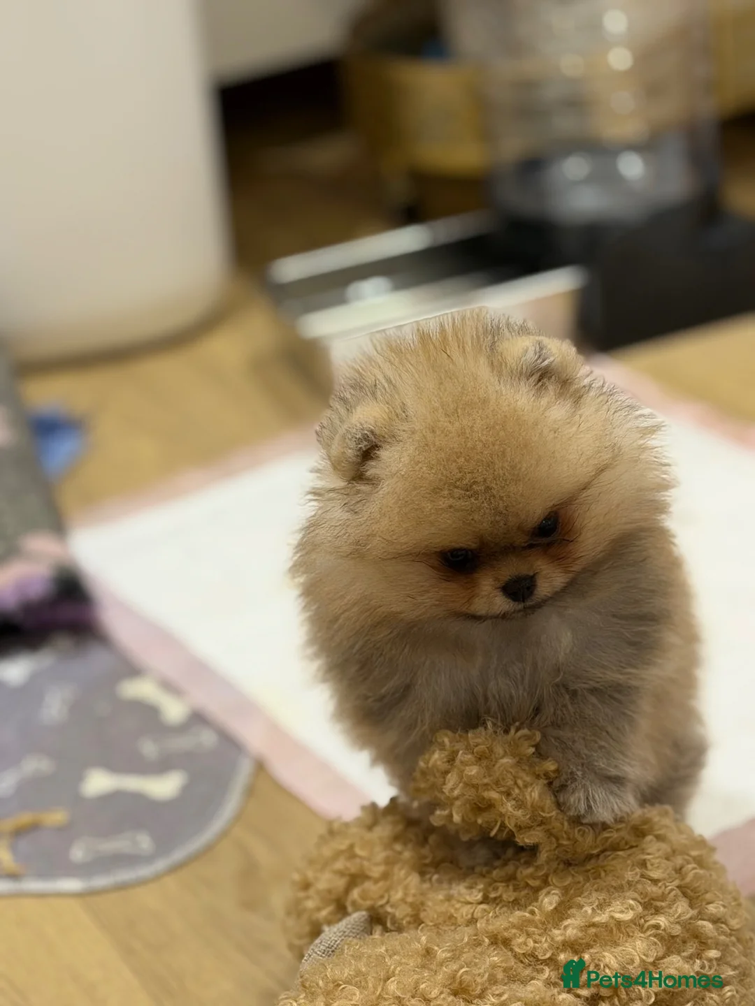 Pomeranian dogs for sale: Micro size teddy  face  - Advert 1