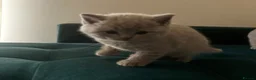 British Shorthair cats for sale: British shorthair and Scottish fold for sale  - Advert 9