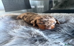 Miniature Dachshund dogs for sale: Beautiful miniature dauchounds for sale  - Image 6