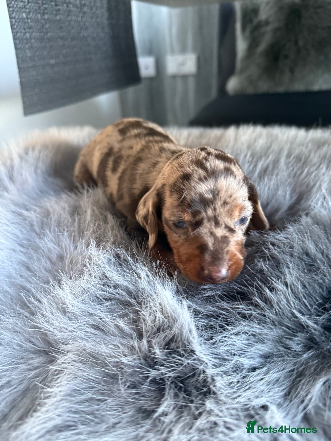 Miniature Dachshund dogs for sale: Beautiful miniature dauchounds for sale  - Image 6