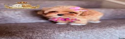 Toy Poodle dogs for stud: 👑 One-in-a-Million red Asian Toy Poodle Stud 👑 - Advert 19