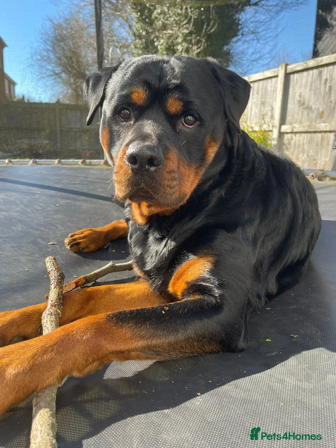 Rottweiler dogs for stud: MARLEY THE ROTTWEILER FOR STUD - Advert 3