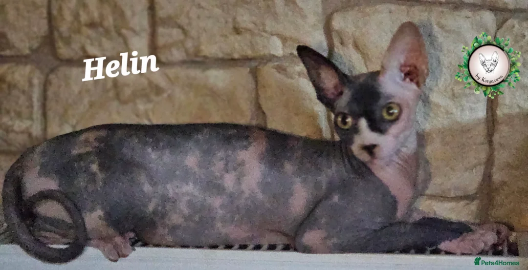 Sphynx cats for sale: Beautiful Canadian Sphynx Champion father line ❤️  - Advert 10