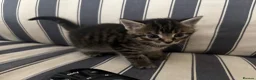 Mixed Breed cats for sale: Tabby kittens - Advert 5