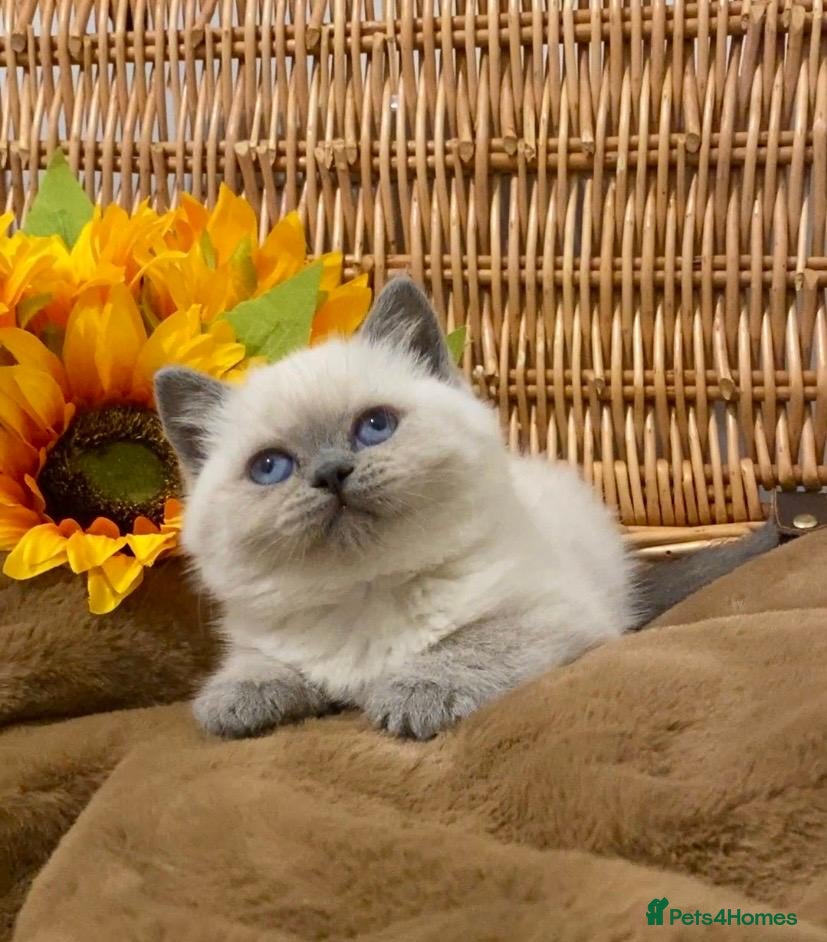 British Shorthair cats RARE SEAL LYNX PURE BRED BSH TEDDY BEARS - Advert 15